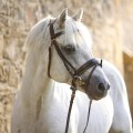 Bridle Orion.jpg