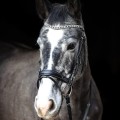 Bridle EQ Electra 2.jpg